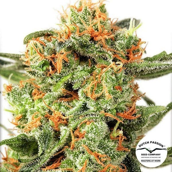 Visualizzazione Planta de marihuana