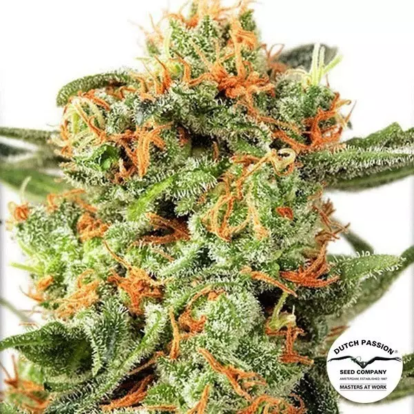 Visualizzazione Planta de marihuana