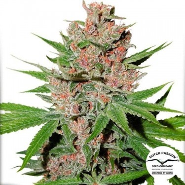 Visualizzazione Planta de marihuana