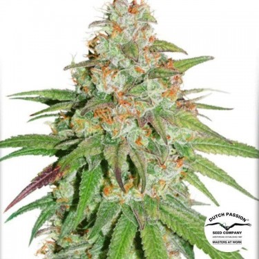 Glueberry OG