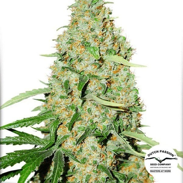 Visualizzazione Planta de marihuana