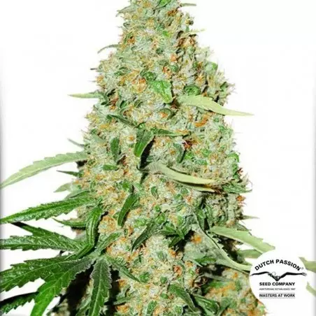 Planta de marihuana