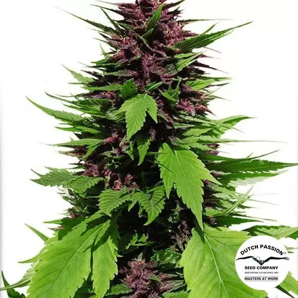 Visualizzazione Planta de marihuana