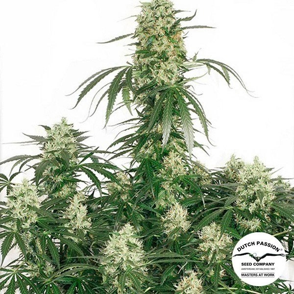 Visualizzazione Planta de marihuana