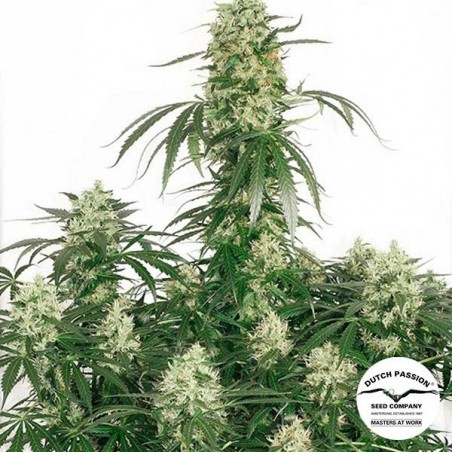 Planta de marihuana