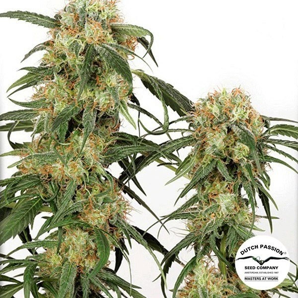 Visualizzazione Planta de marihuana