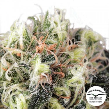 Snow Bud
