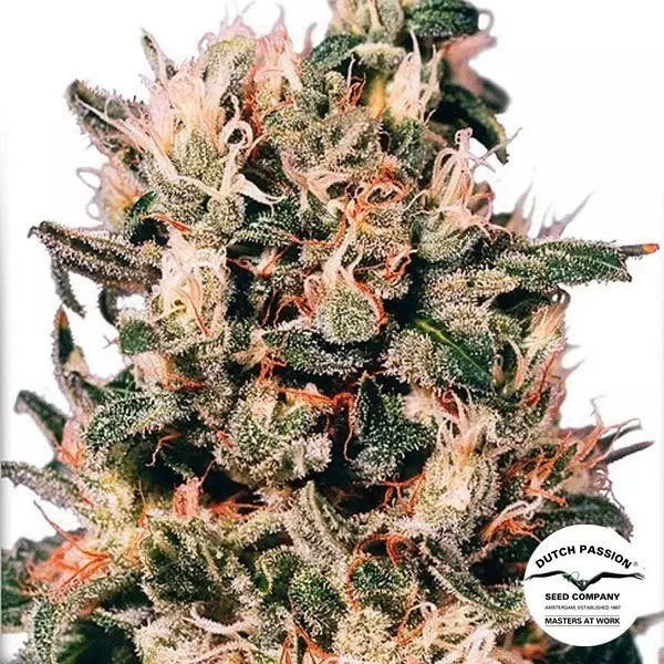 Visualizzazione Planta de marihuana