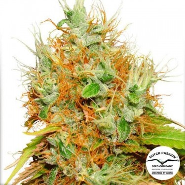 Visualizzazione Planta de marihuana