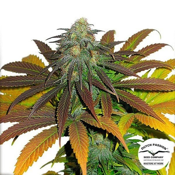 Visualizzazione Planta de marihuana