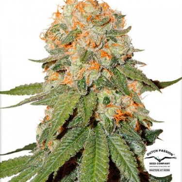 Visualizzazione orange bud Planta de marihuana