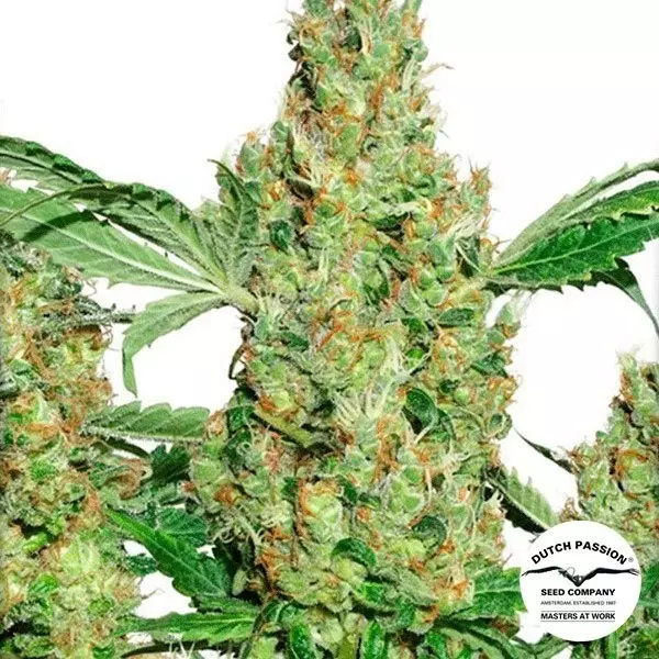 Visualizzazione Planta de marihuana