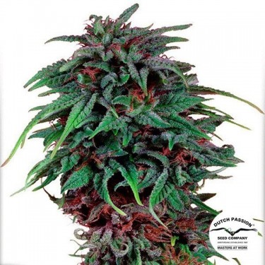 Durban Poison
