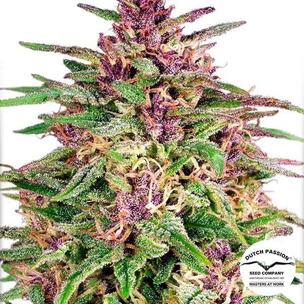 Visualizzazione Semilla de marihuana