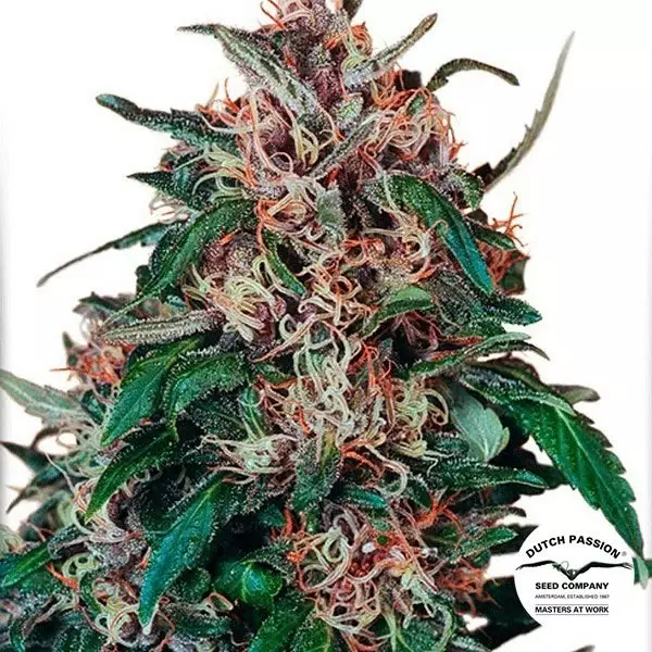 Visualizzazione Semilla de marihuana