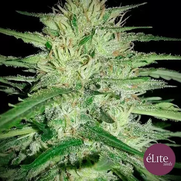 Visualizzazione Juanita la lagrimosa