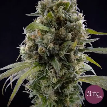 Solodiol CBD planta de marihuana