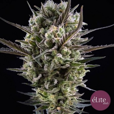 Visualizzazione Semilla Llimonet Haze Clásica CBD planta de marihuana