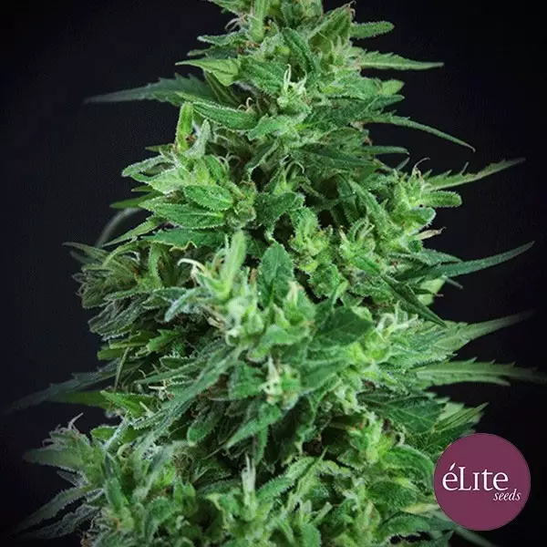 Visualizzazione Semilla Llimonet Haze Ultra CBD planta de marihuana