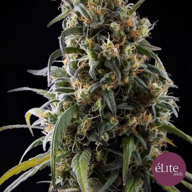 La Rica Classica CBD