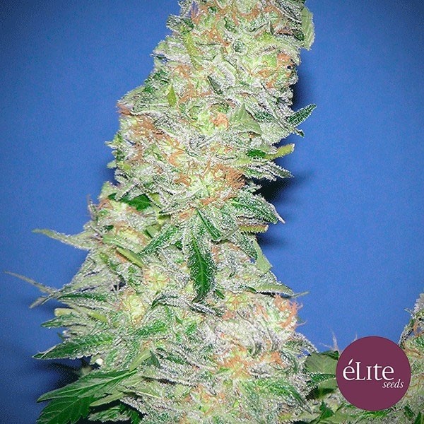 Visualizzazione Planta de marihuana