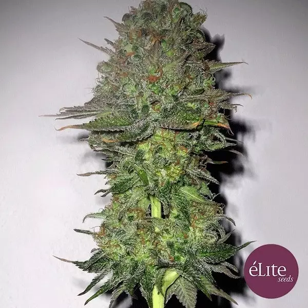 Visualizzazione Planta de marihuana