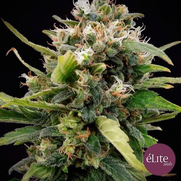 Visualizzazione Planta de marihuana