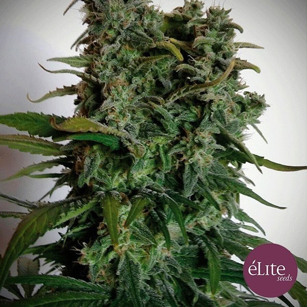 Visualizzazione Planta de marihuana