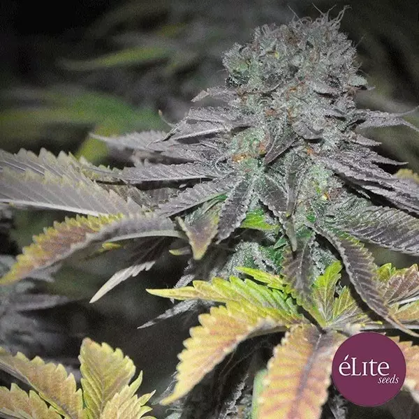 Visualizzazione Planta de marihuana