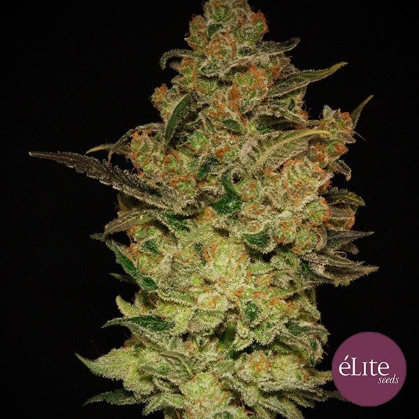 Visualizzazione Planta de marihuana