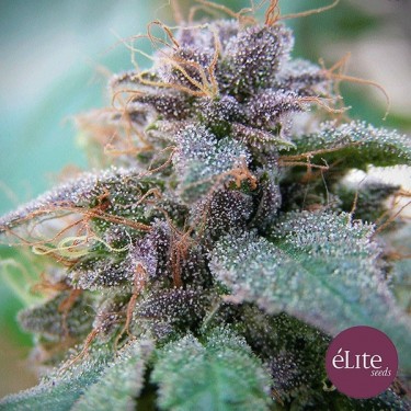 Visualizzazione Planta de marihuana