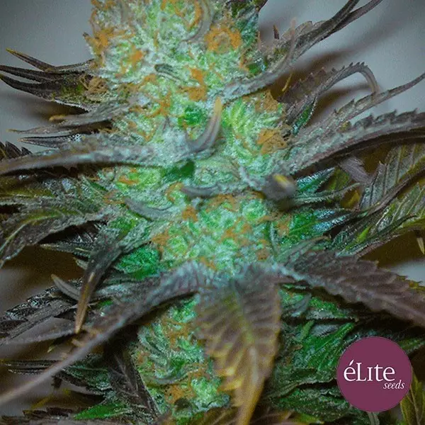 Visualizzazione Planta de marijuana Black Hole