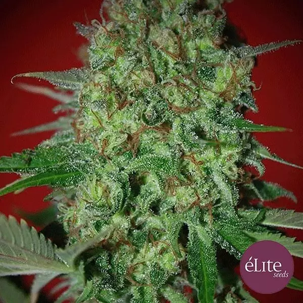 Visualizzazione Planta de marihuana