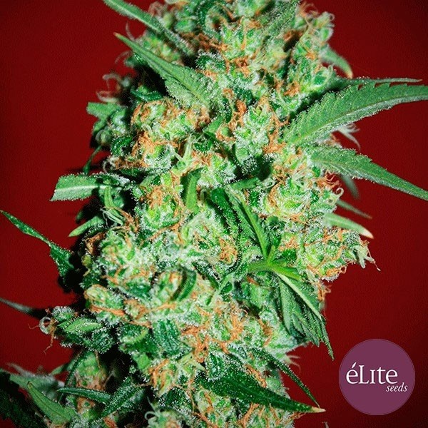 Visualizzazione Planta de marihuana