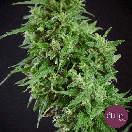 Planta de marihuana