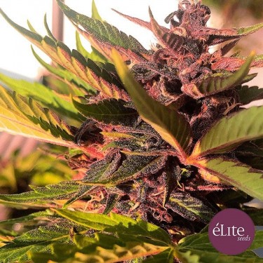 Dark Rose Auto CBD