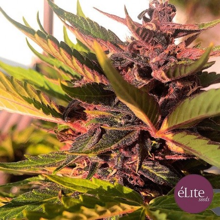 Planta de marihuana