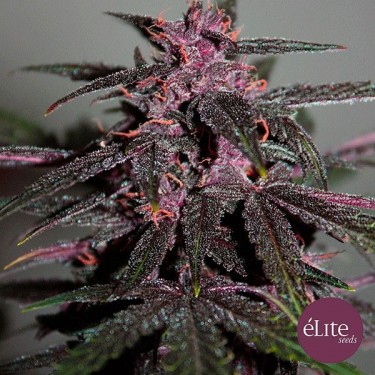 Purplediol Auto CBD