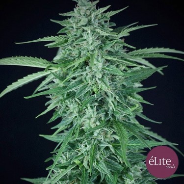Llimonet Haze Auto CBD