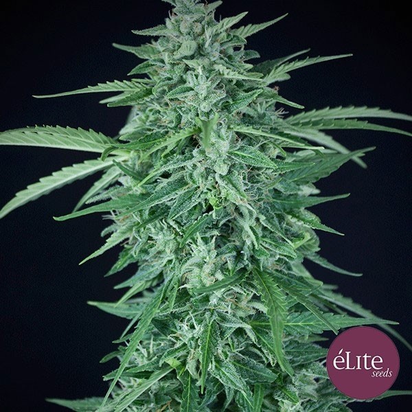 Visualizzazione Planta de marihuana