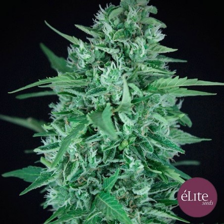 Planta de marihuana