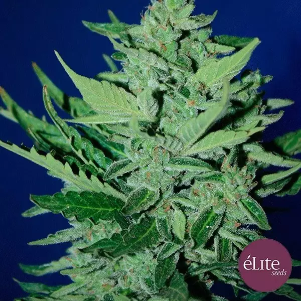 Visualizzazione Goliat Auto planta de marihuana