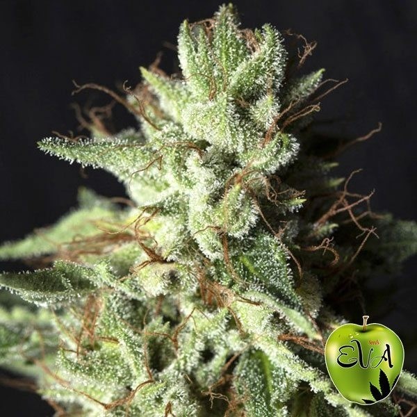 Visualizzazione Gorilla Candy planta de marihuana