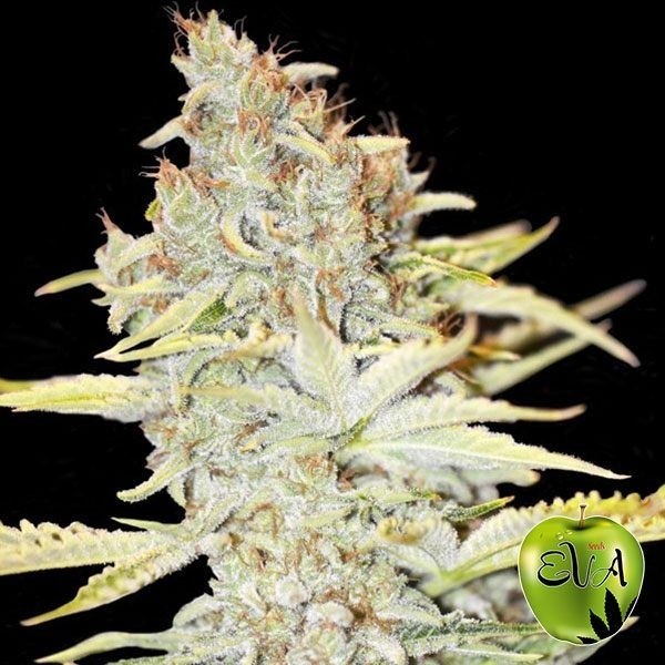 Visualizzazione Planta de marihuana
