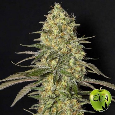 Visualizzazione Planta de marihuana