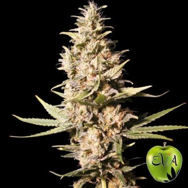 Visualizzazione Planta de marihuana