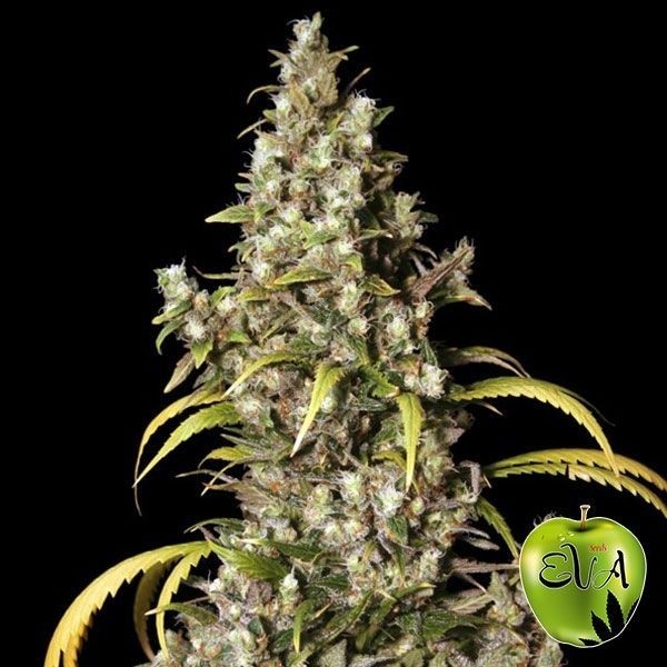 Visualizzazione Planta de marihuana