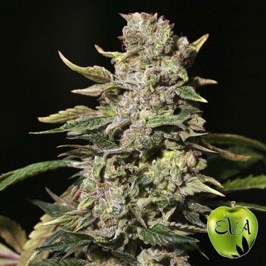 Visualizzazione TNT Kush planta de marihuana