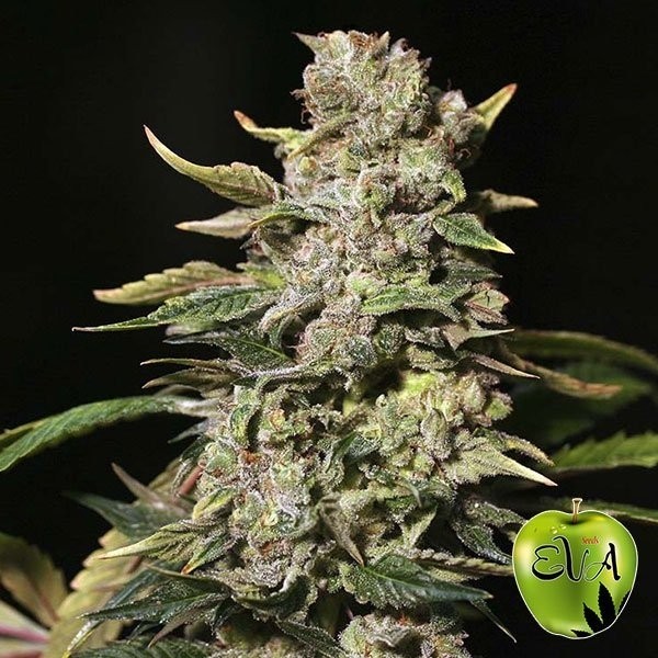 Visualizzazione TNT Kush planta de marihuana