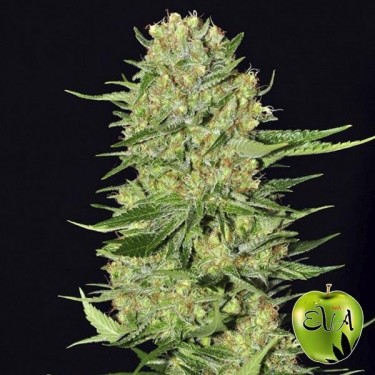 Visualizzazione Veneno Eva Seeds planta de marihuana